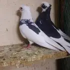 حمام قطيفي