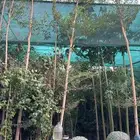 مشتل زراعي