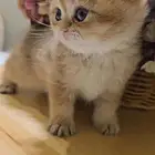 كتنز سكوتش لونق هير و شورت هير للبيع