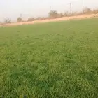 ثيل طبيعي الدرجه الاولى الخرج
