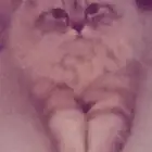 قط للتزاوج شيرازي مكس سكوتش