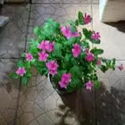 مشتل زراعي