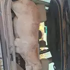 للبيع خروف سواكني