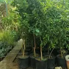 الامجاد لجميع انواع الأشجار