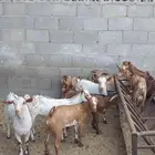 تيوس جنوبيه
