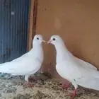 ذكور حمام صنعاوي