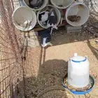 حمام شيرازي للبيع