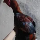 ديك شامو يباني حار للبيع ولا للبدل بدجاج
