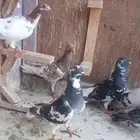 حمام شامي كش