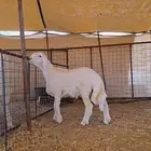 مشروع فحل حري