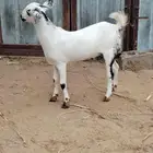 مشروع فحل بيشي