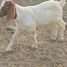 مشروع فحل بورقت الموقع القنفذه