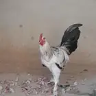 ابو ليلى