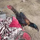 فرخ شامو ياباني العمر 8 شهور