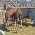 للبيع قعود 2