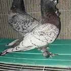 زوج روماني