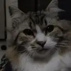 cat for adoption male Siberian cat قطة للتبني