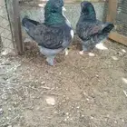 جوز مدينا خوارج حجل 20 منتج والبيع سمح
