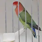 للبيع انثى روز قرين سبلت بلو منتجه