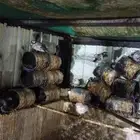 حمام باكستاني وغيره للبيع