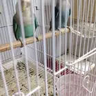 جوز روز منتج شرط و اثنين استاند اقفاص مقاس 601