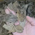 عود كلمنتان مالينو فاخر سعر جملة