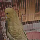 ذكر بادجي هولندي