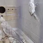 جوز كروان اميراليد
