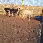 للبيع ذبايح حري ونجدي ونعيمي وتيوس