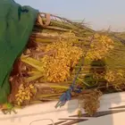 يوجد لدينا جميع انواع النخيل جميع المقاسات