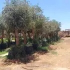 ابو عبدالله لتوريد اشجار الزيتون