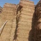 تبن شعير شد متر لبنه جندير