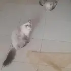 قطط