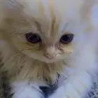 https   vt.tiktok.com ZSy7oxnYw