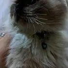 قط ذكر من أب وأم هملايا