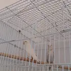 اجواز روز منتجه