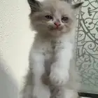 قط هملايا