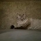 قطة انثى هيملايا شيرازي جميلة للبيع