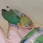 فرخين فيشر الوان جميله