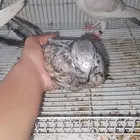 السلام عليكم اعرض لكم حمام