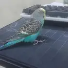 طير بادجي للبيع اقبل بدل مع اي فرخ كروان