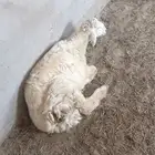 خروف حري ذبيحه للبيع