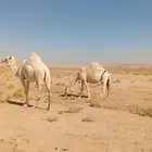 ضريبه وضحا حيل لها سنه