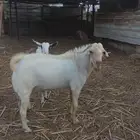 تيس فحل ابرص للبيع سنة سديس حار في الضرب