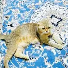قطه للتبني...