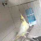 زوج كروان كوكتيل