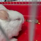 ارنب صغير عيونه فيها مشكله واتمنى الي ياخذه يخاف الله فيه