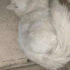 قطه للتبني والانقاذ