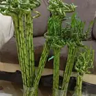 متوفر مقاس 50 سم ومقاس 90 سم والصغير