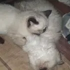 قطط هملايا وسيامي صغيره